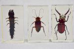 Collection of 15 preserved insects embedded in acrylic 2¾  - 4¼  For Sale