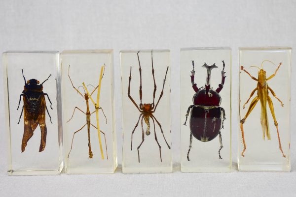 Collection of 15 preserved insects embedded in acrylic 2¾  - 4¼  For Sale