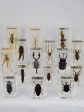 Collection of 15 preserved insects embedded in acrylic 2¾  - 4¼  For Sale