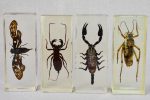 Collection of 15 preserved insects embedded in acrylic 2¾  - 4¼  For Sale