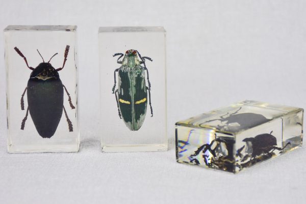 Collection of 15 preserved insects embedded in acrylic 2¾  - 4¼  For Sale