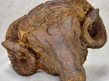 Rare 19th Century ram s head from a butcher Discount