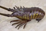 19th Century bronze sculpture of a scampi   lobster For Discount