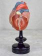 Antique French model of a heart in a Napoleon III marriage dome Online now