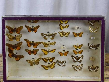 Antique French framed butterflies Online now