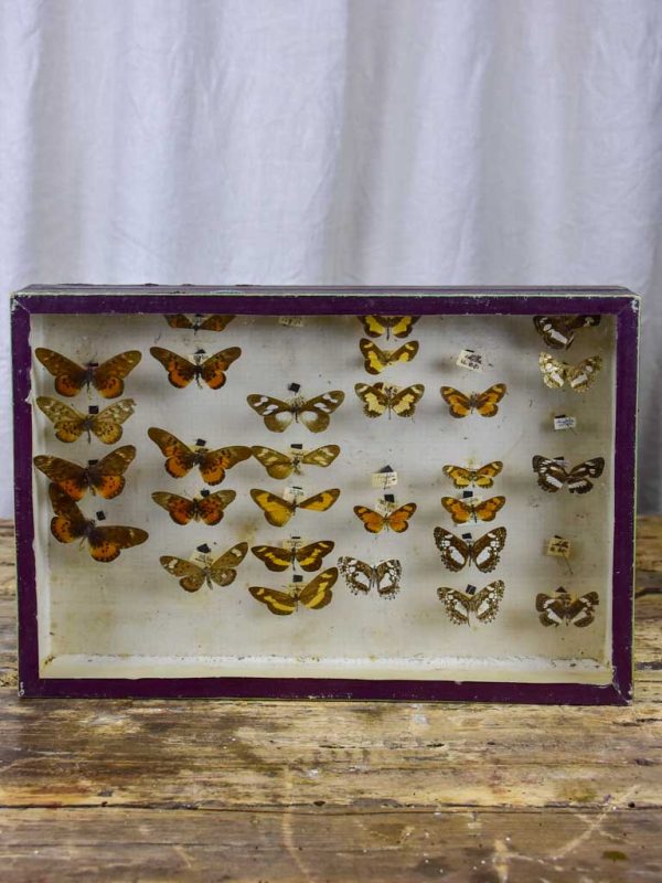 Antique French framed butterflies Online now