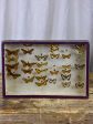 Antique French framed butterflies Online now