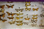 Antique French framed butterflies Online now