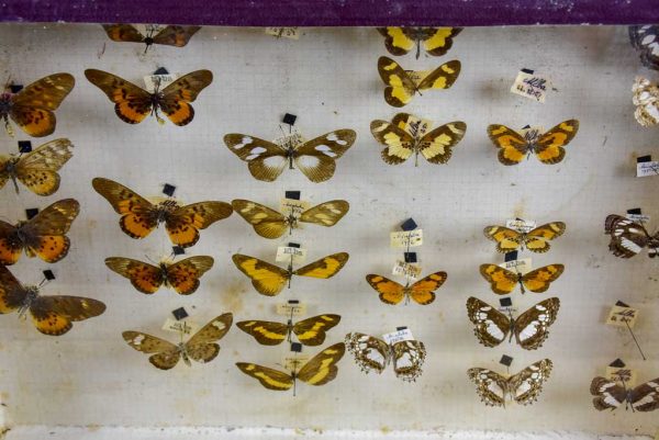 Antique French framed butterflies Online now