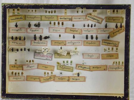 19th Century French framed insects - curiosities For Cheap