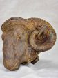 Rare 19th Century ram s head from a butcher Discount