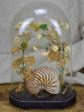 Napoleon III glass marriage dome Online Hot Sale