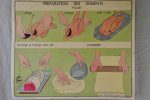 1950 s French poster - how to set a dining table and other culinary preparations 35½  x 29½  Discount