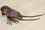 19th Century bronze sculpture of a scampi   lobster For Discount