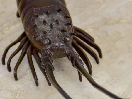 19th Century bronze sculpture of a scampi   lobster For Discount