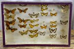 Antique French framed butterflies Online now