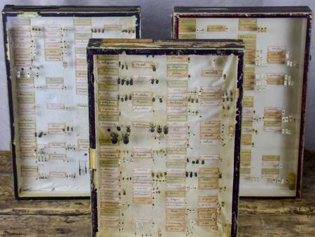 Collection of three framed preserved insect collections - 19th Century Discount