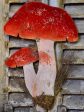 Vintage French mushrooms - wall decoration Sale