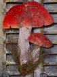 Vintage French mushrooms - wall decoration Sale