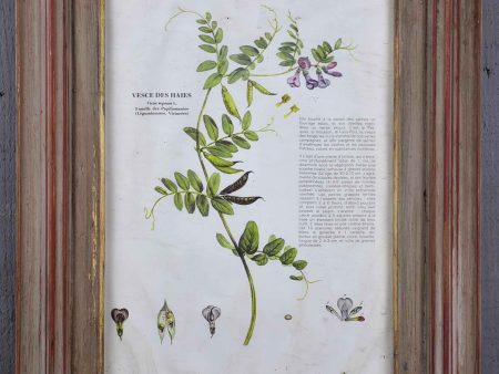 Antique French herbière on Sale