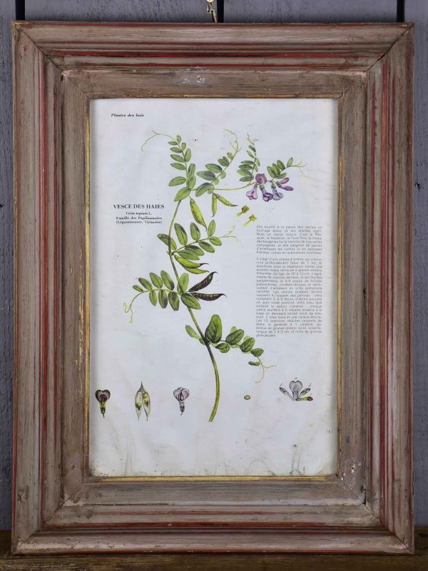 Antique French herbière on Sale