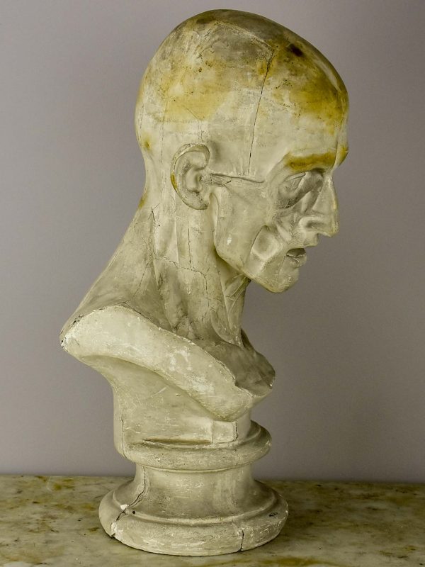 19th Century French plaster male anatomical bust For Cheap