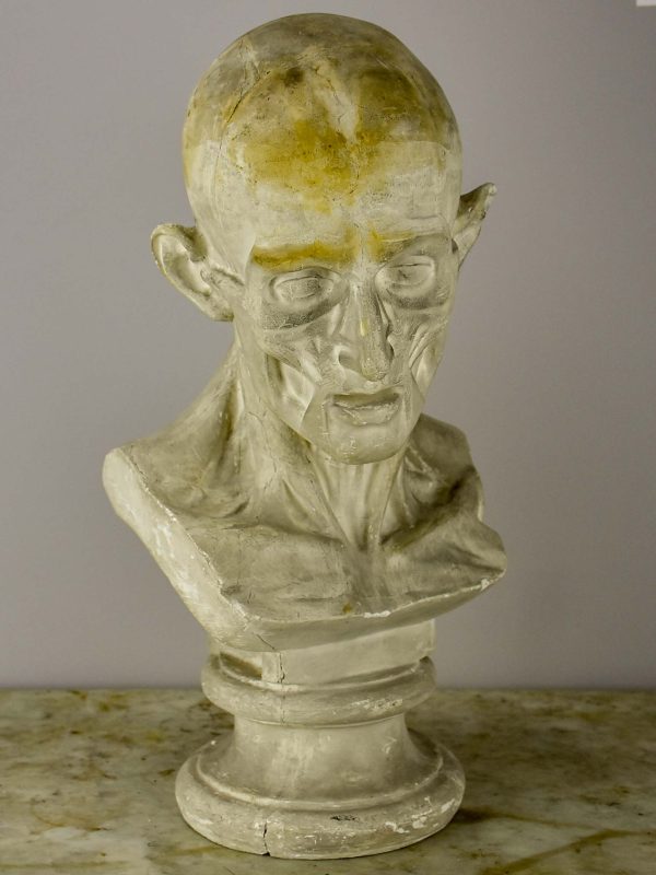 19th Century French plaster male anatomical bust For Cheap